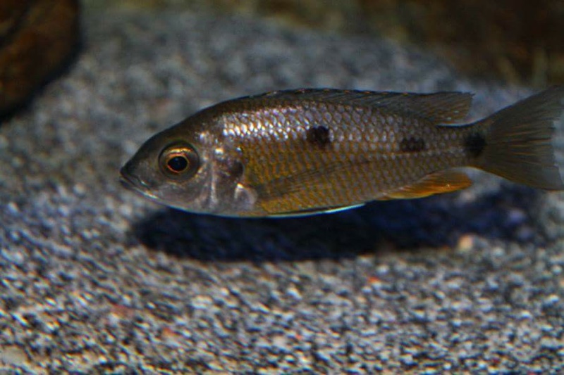Copadichromis borleyi 'Namalenje Island'
